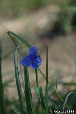 common spiderwort, Tradescantia ohiensis  (Commelinales: Commelinaceae) - 1119388