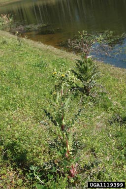 spiny sowthistle, Sonchus asper  (Asterales: Asteraceae) - 1119399