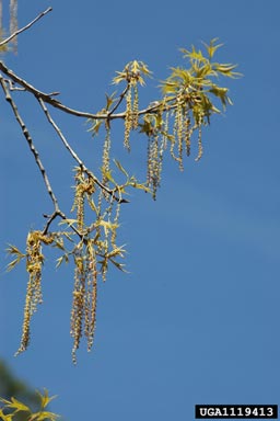 turkey oak, Quercus laevis  (Fagales: Fagaceae) - 1119413