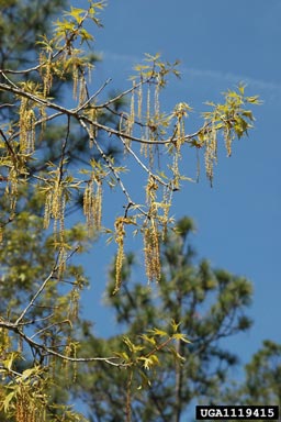 turkey oak, Quercus laevis  (Fagales: Fagaceae) - 1119415
