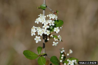 small-leaf arrowwood, Viburnum obovatum  (Dipsacales: Caprifoliaceae) - 1119428