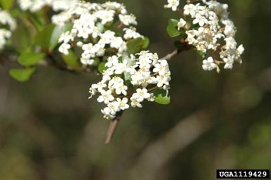 small-leaf arrowwood, Viburnum obovatum  (Dipsacales: Caprifoliaceae) - 1119429
