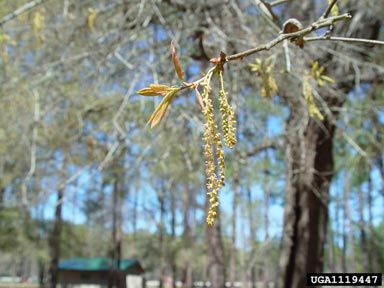 water oak, Quercus nigra  (Fagales: Fagaceae) - 1119447