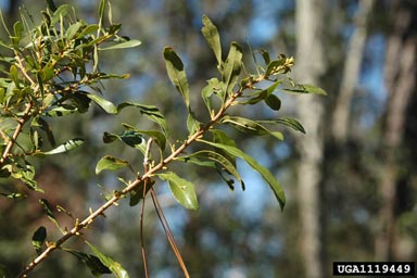 southern waxmyrtle, Morella cerifera  (Myricales: Myricaceae) - 1119449