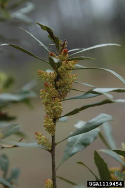 southern waxmyrtle, Morella cerifera  (Myricales: Myricaceae) - 1119454