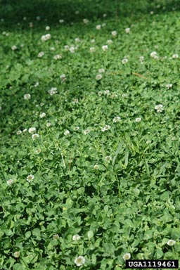 white clover, Trifolium repens  (Fabales: Fabaceae (Leguminosae)) - 1119461