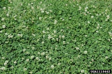 white clover, Trifolium repens  (Fabales: Fabaceae (Leguminosae)) - 1119462