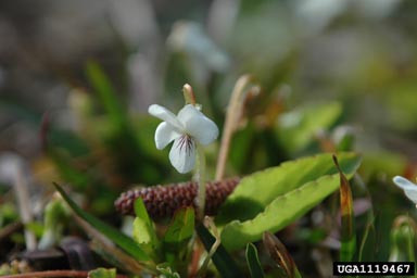 sweet white violet, Viola blanda  (Violales: Violaceae) - 1119467