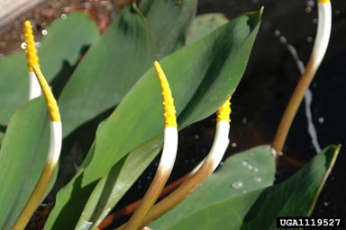 goldenclub, Orontium aquaticum  (Arales: Araceae) - 1119527