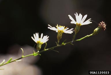 rice button aster, Symphyotrichum dumosum var. dumosum (Asterales: Asteraceae) - 1120023