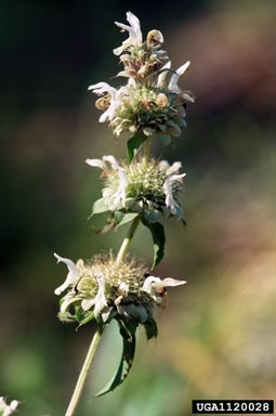 horsemint, Blephilia ciliata  (Lamiales: Lamiaceae) - 1120028