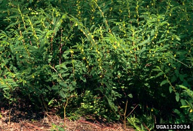 sensitive partridgepea, Chamaecrista nictitans  (Fabales: Fabaceae (Leguminosae)) - 1120034