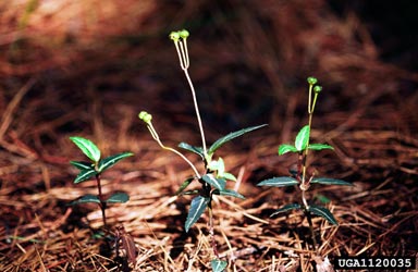 spotted wintergreen, Chimaphila maculata  (Ericales: Pyrolaceae) - 1120035