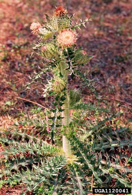 yellow thistle, Cirsium horridulum  (Asterales: Asteraceae) - 1120041