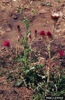 yellow thistle, Cirsium horridulum  (Asterales: Asteraceae) - 1120042