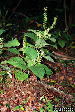 Blue Ridge horsebalm, Collinsonia serotina  (Lamiales: Lamiaceae) - 1120050