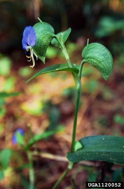 Asiatic dayflower, Commelina communis  (Commelinales: Commelinaceae) - 1120052