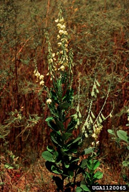 showy rattlebox, Crotalaria spectabilis  (Fabales: Fabaceae (Leguminosae)) - 1120065