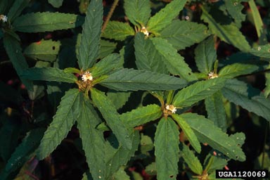 tropic croton, Croton glandulosus var. septentrionalis (Euphorbiales: Euphorbiaceae) - 1120069
