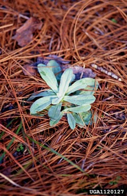 rabbittobacco, Pseudognaphalium obtusifolium ssp. obtusifolium (Asterales: Asteraceae) - 1120127