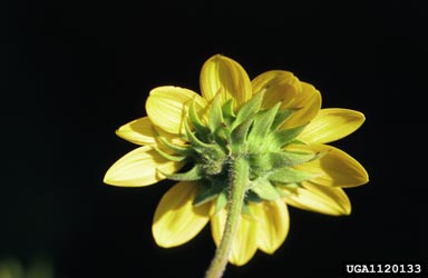 Jerusalem artichoke, Helianthus tuberosus  (Asterales: Asteraceae) - 1120133