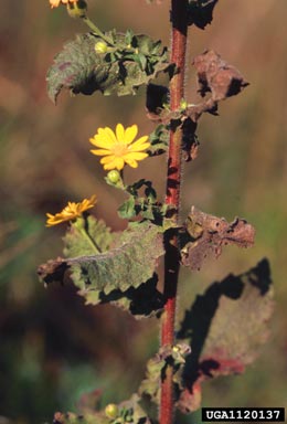 camphorweed, Heterotheca subaxillaris  (Asterales: Asteraceae) - 1120137