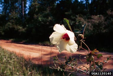 comfortroot, Hibiscus aculeatus  (Malvales: Malvaceae) - 1120140