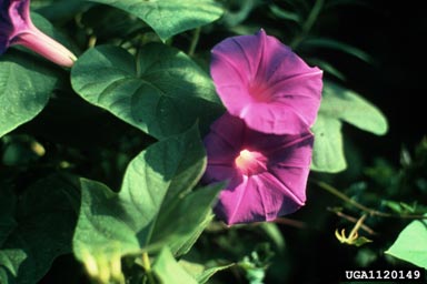 ivyleaf morningglory, Ipomoea hederacea  (Solanales: Convolvulaceae) - 1120149