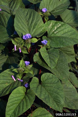 smallflower morningglory, Jacquemontia tamnifolia  (Solanales: Convolvulaceae) - 1120153