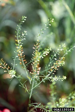 Virginia pepperweed, Lepidium virginicum  (Capparales: Brassicaceae) - 1120163