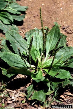 broadleaf plantain, Plantago major  (Plantaginales: Plantaginaceae) - 1120214