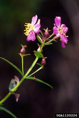 meadowbeauty, Rhexia virginica  (Myrtales: Melastomataceae) - 1120226