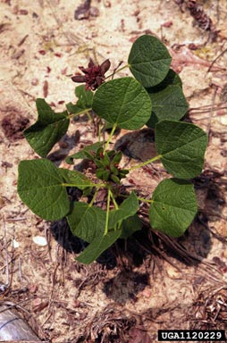 dollarleaf, Rhynchosia reniformis  (Fabales: Fabaceae (Leguminosae)) - 1120229