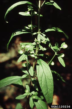 helmet flower, Scutellaria integrifolia  (Lamiales: Lamiaceae) - 1120236