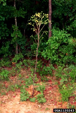 kidneyleaf rosinweed, Silphium compositum  (Asterales: Asteraceae) - 1120243
