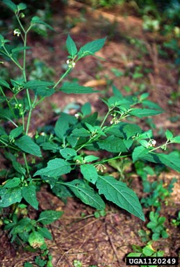 American black nightshade, Solanum americanum  (Solanales: Solanaceae) - 1120249