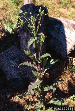 spiny sowthistle, Sonchus asper  (Asterales: Asteraceae) - 1120255