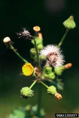 spiny sowthistle, Sonchus asper  (Asterales: Asteraceae) - 1120257