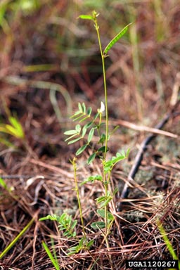 spiked hoarypea, Tephrosia spicata  (Fabales: Fabaceae (Leguminosae)) - 1120267