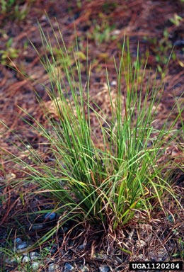 broomsedge bluestem, Andropogon virginicus  (Cyperales: Poaceae) - 1120284