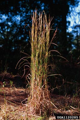 broomsedge bluestem, Andropogon virginicus  (Cyperales: Poaceae) - 1120285