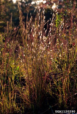 splitbeard bluestem, Andropogon ternarius  (Cyperales: Poaceae) - 1120290