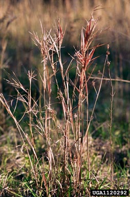 Elliott bluestem, Andropogon gyrans  (Cyperales: Poaceae) - 1120292