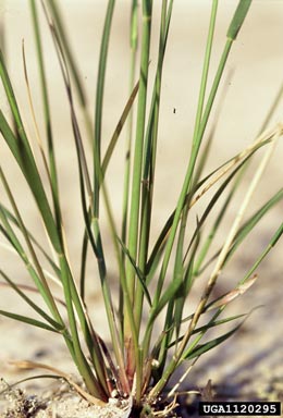 arrowfeather threeawn, Aristida purpurascens  (Cyperales: Poaceae) - 1120295