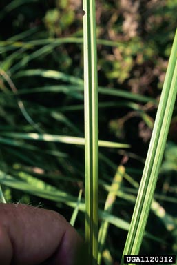 cylindric sedge, Cyperus retrorsus  (Cyperales: Cyperaceae) - 1120312