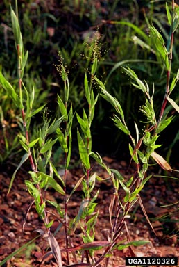 velvet panicum, Dichanthelium scoparium  (Cyperales: Poaceae) - 1120326