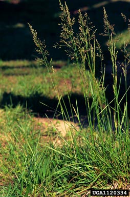 tall fescue, Festuca arundinacea  (Cyperales: Poaceae) - 1120334