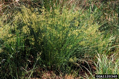 soft rush, Juncus effusus  (Juncales: Juncaceae) - 1120340