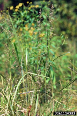 switchgrass, Panicum virgatum  (Cyperales: Poaceae) - 1120353