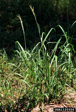 vaseygrass, Paspalum urvillei  (Cyperales: Poaceae) - 1120356